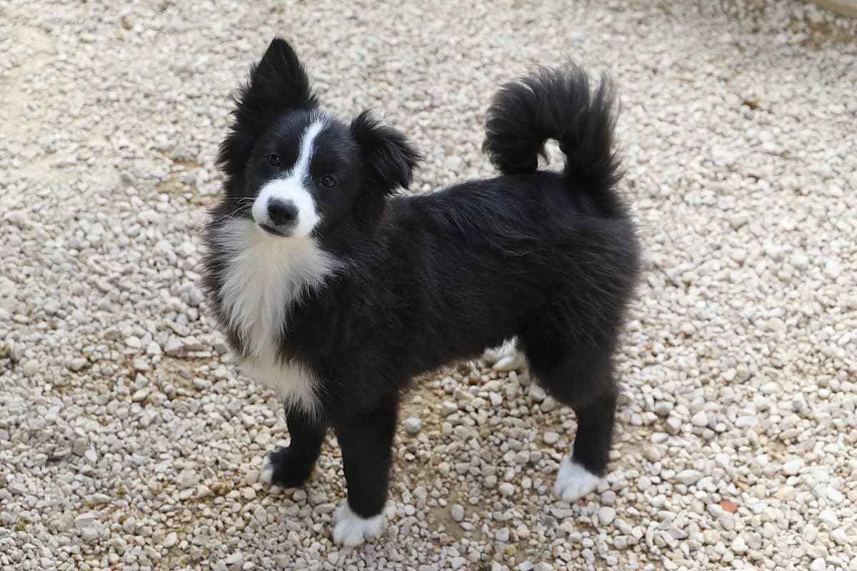 Blu, male mixed breed for adoption at SPA les amis des bêtes — Refuge de Jouvence