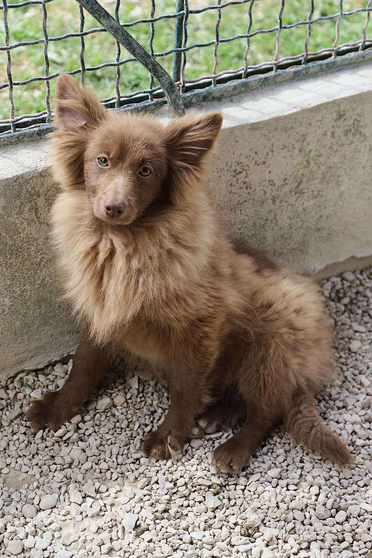Brown, male mixed breed for adoption at SPA les amis des bêtes — Refuge de Jouvence