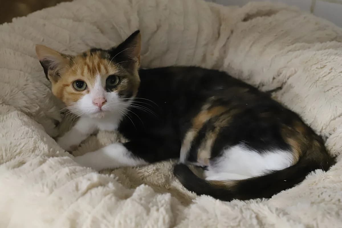 DUBAI, female European Shorthair for adoption at Refuge de Jouvence - SPA les amis des bêtes