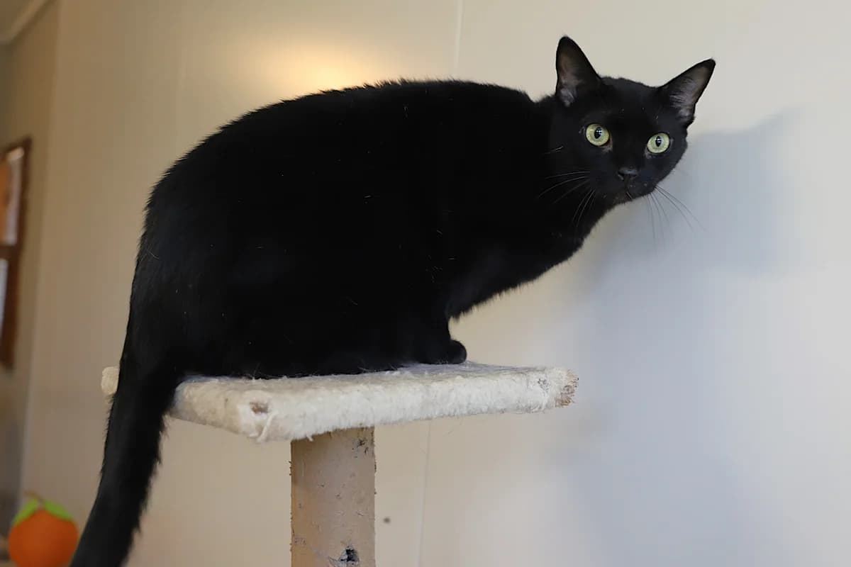 Ebene, male European Shorthair for adoption at SPA les amis des bêtes — Refuge de Jouvence