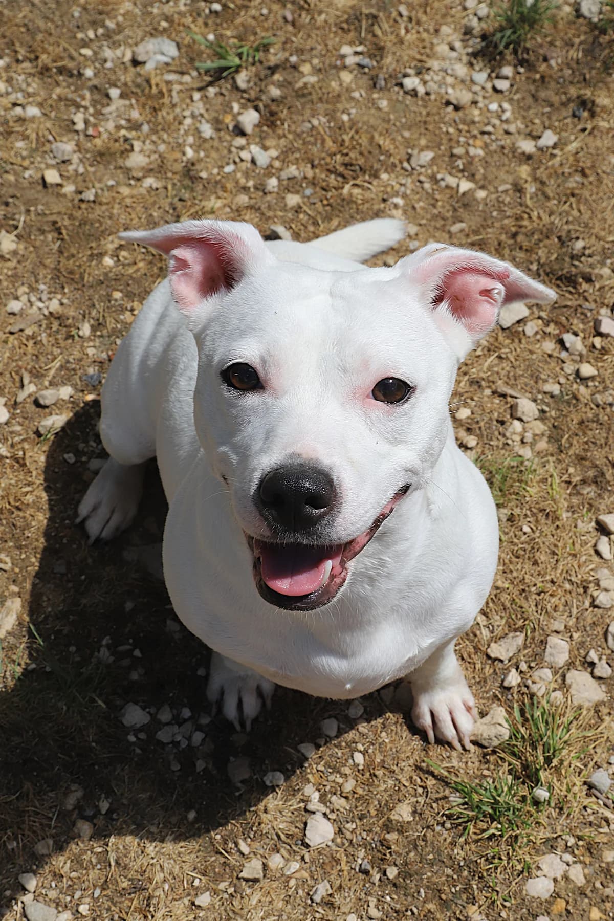 Elena, female Jack Russell Terrier for adoption at SPA les amis des bêtes — Refuge de Jouvence