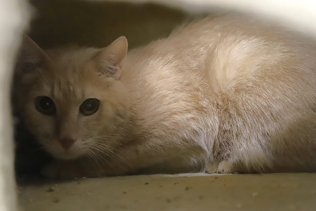 FRIPOUILLE, male European Shorthair for adoption at Refuge de Jouvence - SPA les amis des bêtes