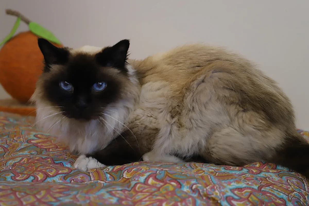 GRATTON, male Birman for adoption at Refuge de Jouvence - SPA les amis des bêtes