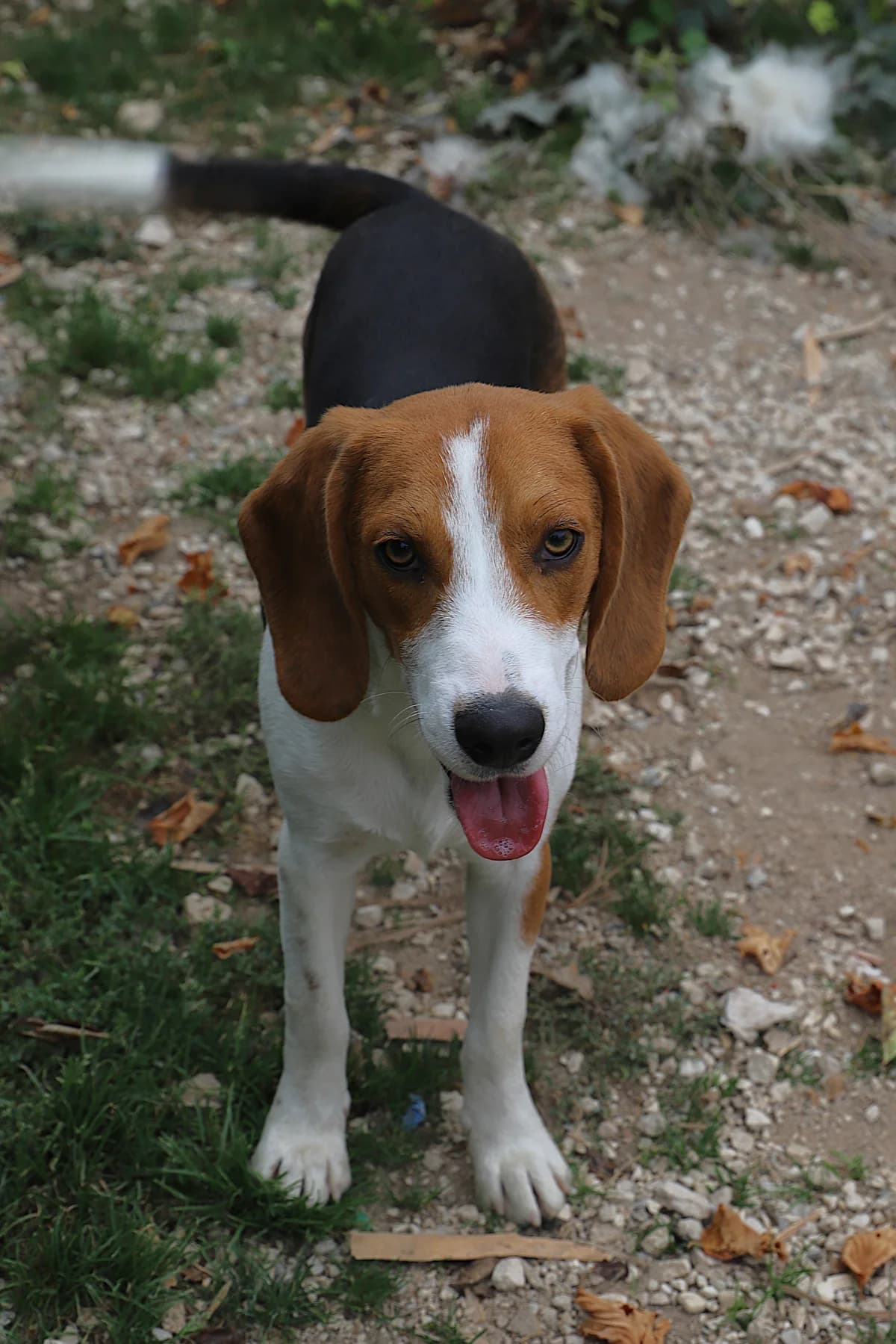 GUNTHER, male Beagle for adoption at Refuge de Jouvence - SPA les amis des bêtes