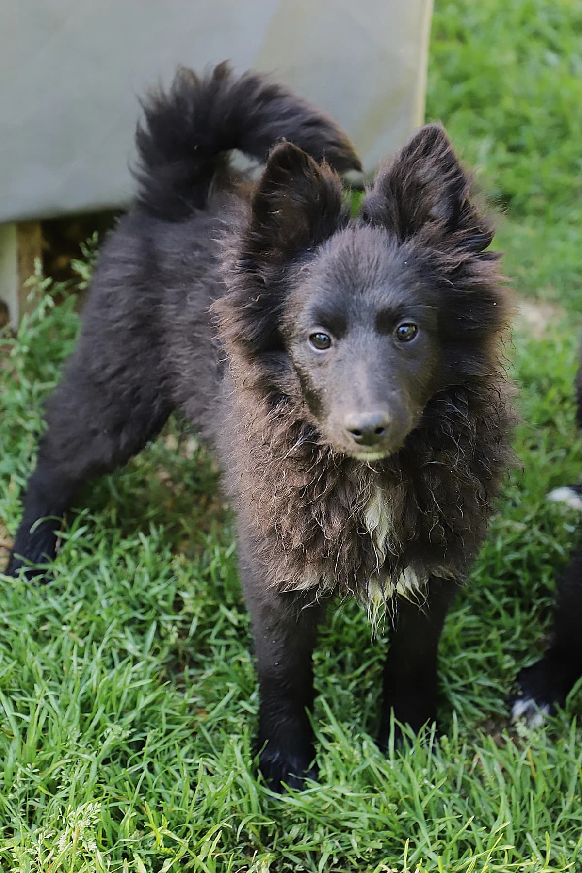 Hei hei, male mixed breed for adoption at SPA les amis des bêtes — Refuge de Jouvence