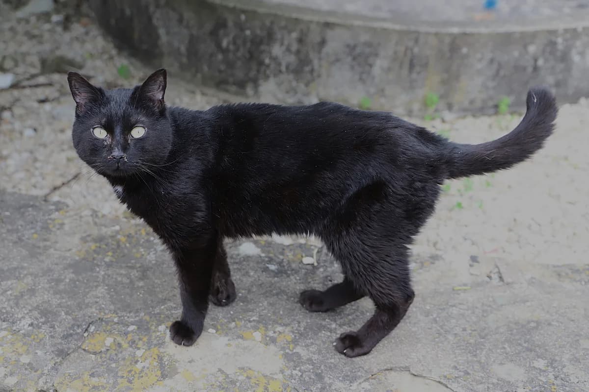 Houston, male European Shorthair for adoption at SPA les amis des bêtes — Refuge de Jouvence