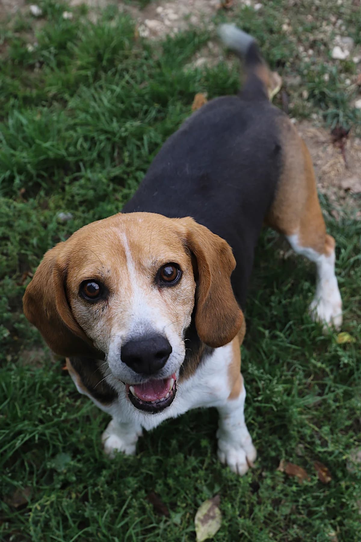 Larzac, male Beagle for adoption at SPA les amis des bêtes — Refuge de Jouvence