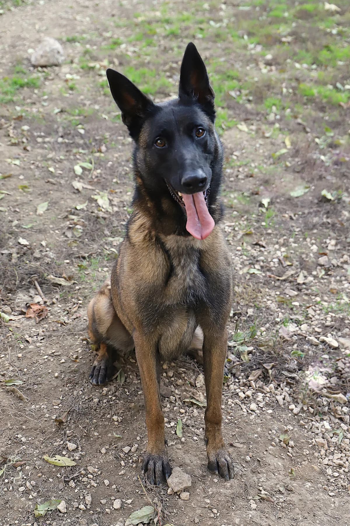 Maya, female Belgian Malinois for adoption at SPA les amis des bêtes — Refuge de Jouvence