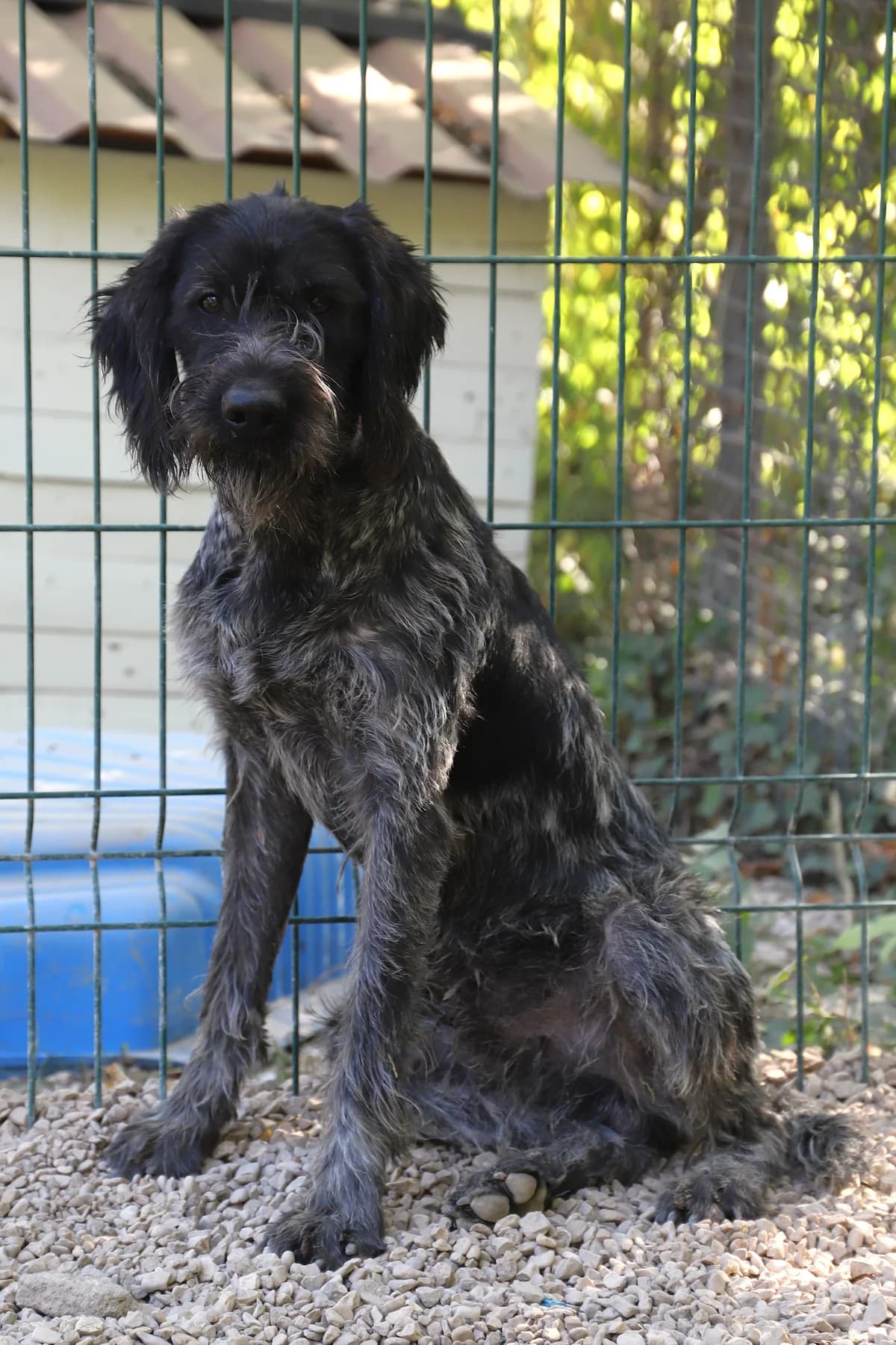 Noe, male Mixed Breed for adoption at SPA les amis des bêtes — Refuge de Jouvence