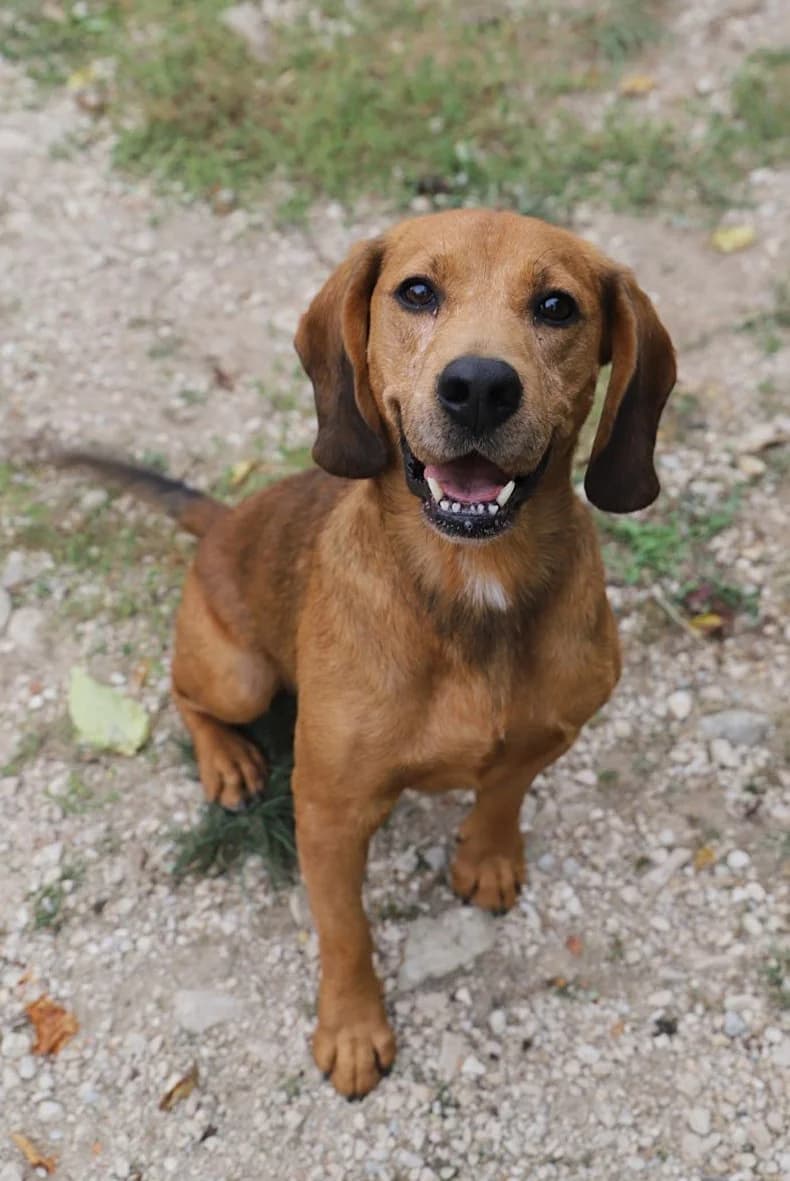 OPIUM, male Beagle for adoption at Refuge de Jouvence - SPA les amis des bêtes