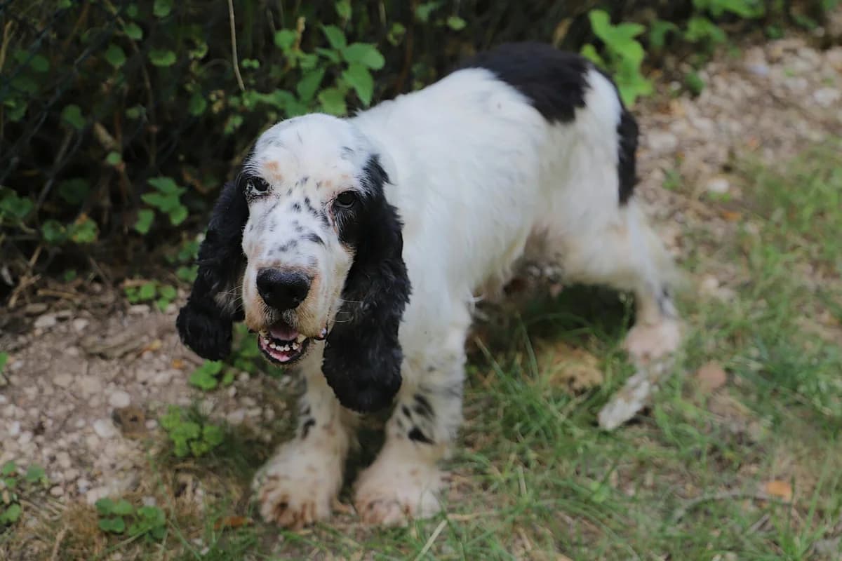 Pablo, male Cocker Spaniel for adoption at SPA les amis des bêtes — Refuge de Jouvence