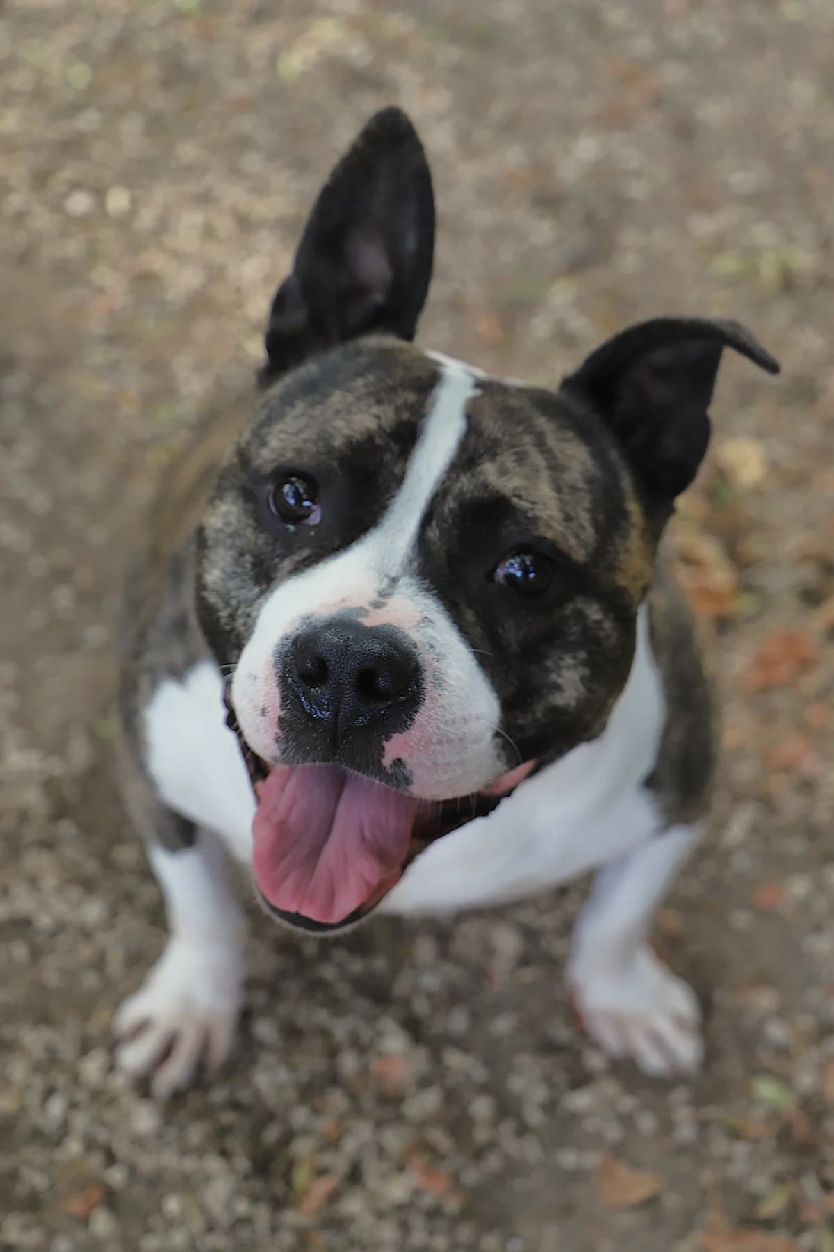 PACO, male Mixed Breed for adoption at Refuge de Jouvence - SPA les amis des bêtes