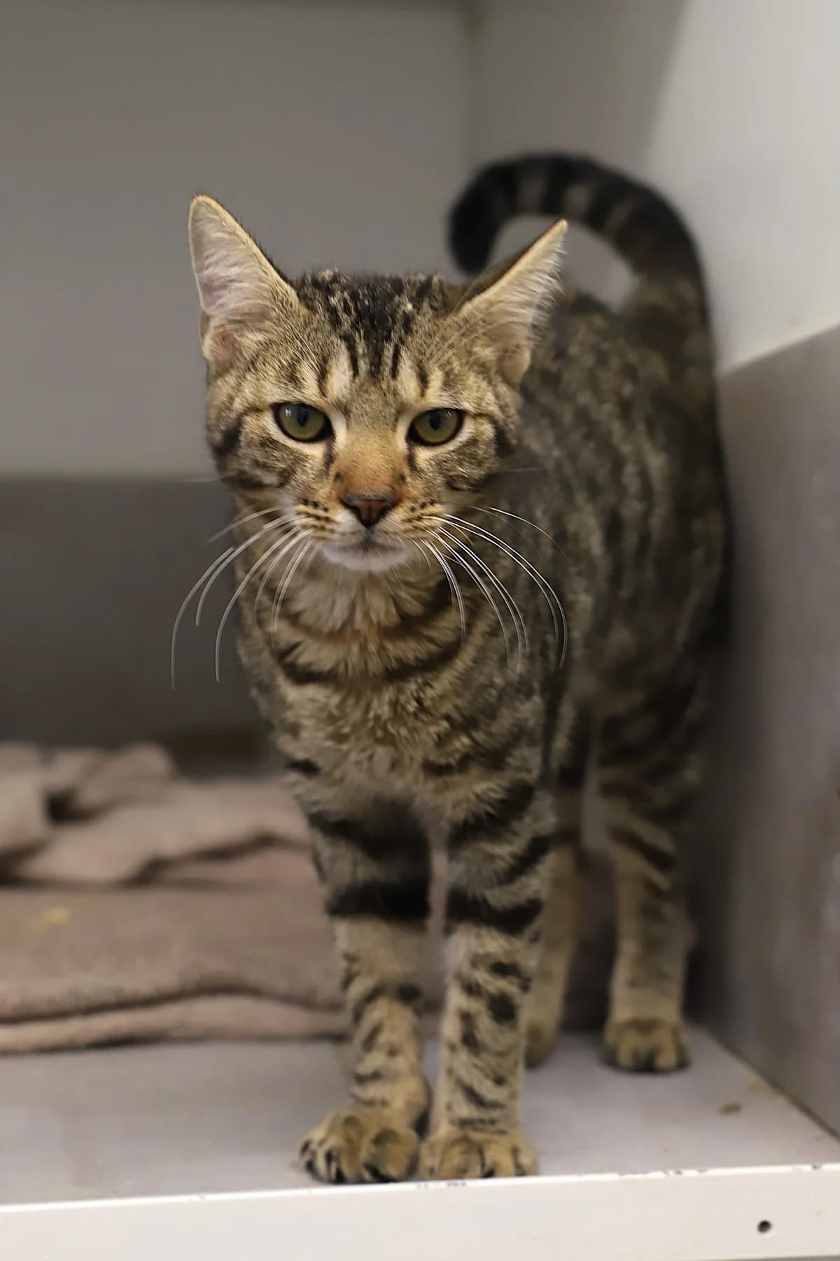 PAILLETTE, male European Shorthair for adoption at Refuge de Jouvence - SPA les amis des bêtes