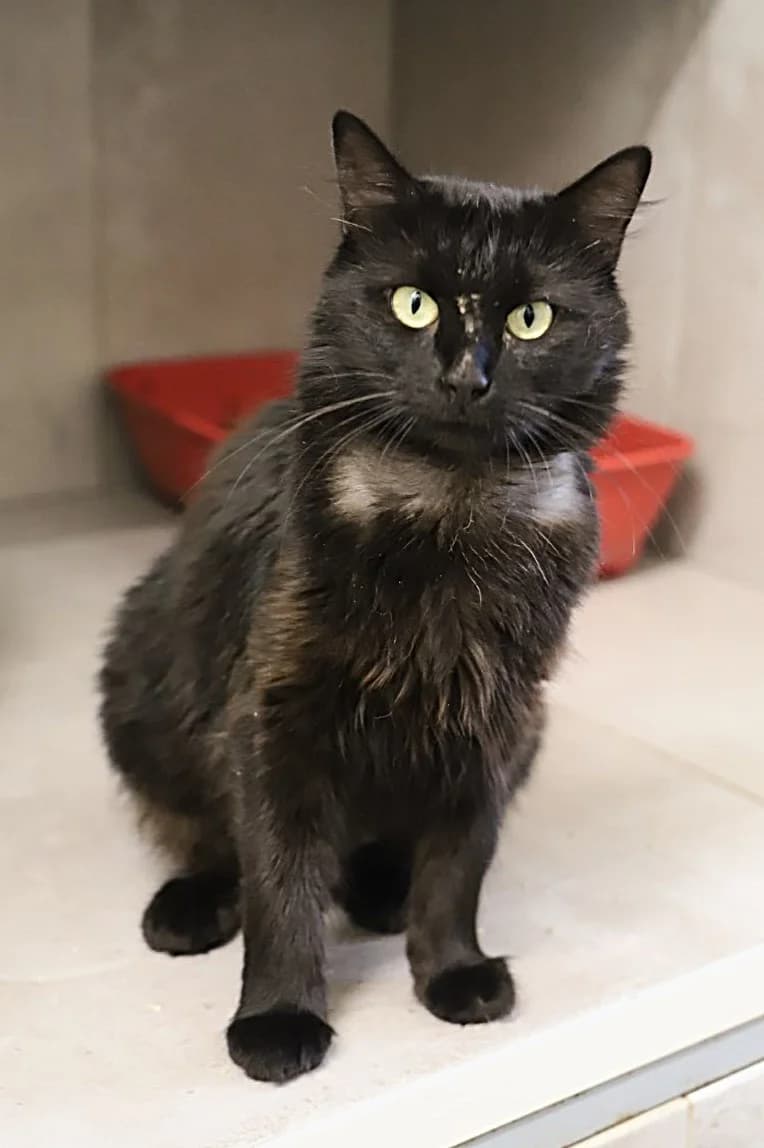 PAKERETTE, female European Shorthair for adoption at Refuge de Jouvence - SPA les amis des bêtes
