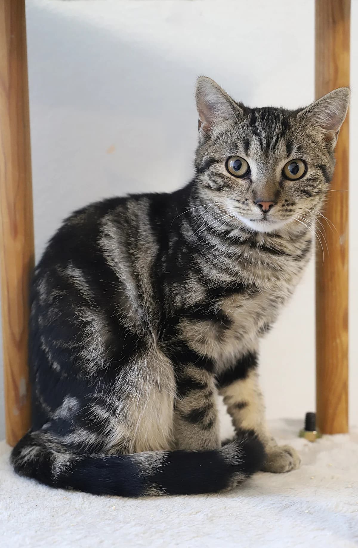 Praline, female European Shorthair for adoption at SPA les amis des bêtes — Refuge de Jouvence