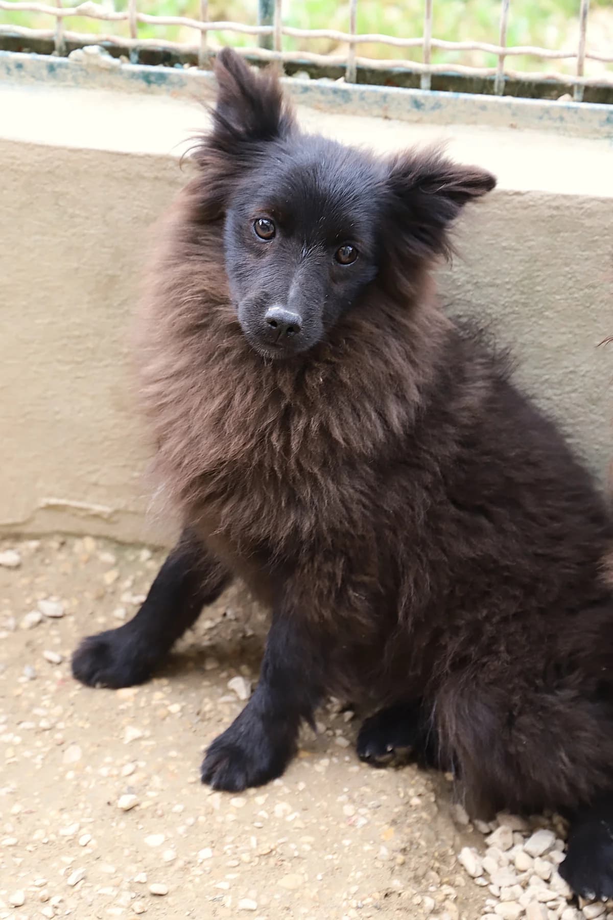 Purple, female mixed breed for adoption at SPA les amis des bêtes — Refuge de Jouvence