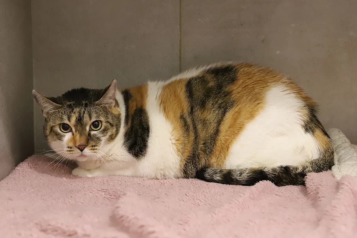 Sakura, female European Shorthair for adoption at SPA les amis des bêtes — Refuge de Jouvence