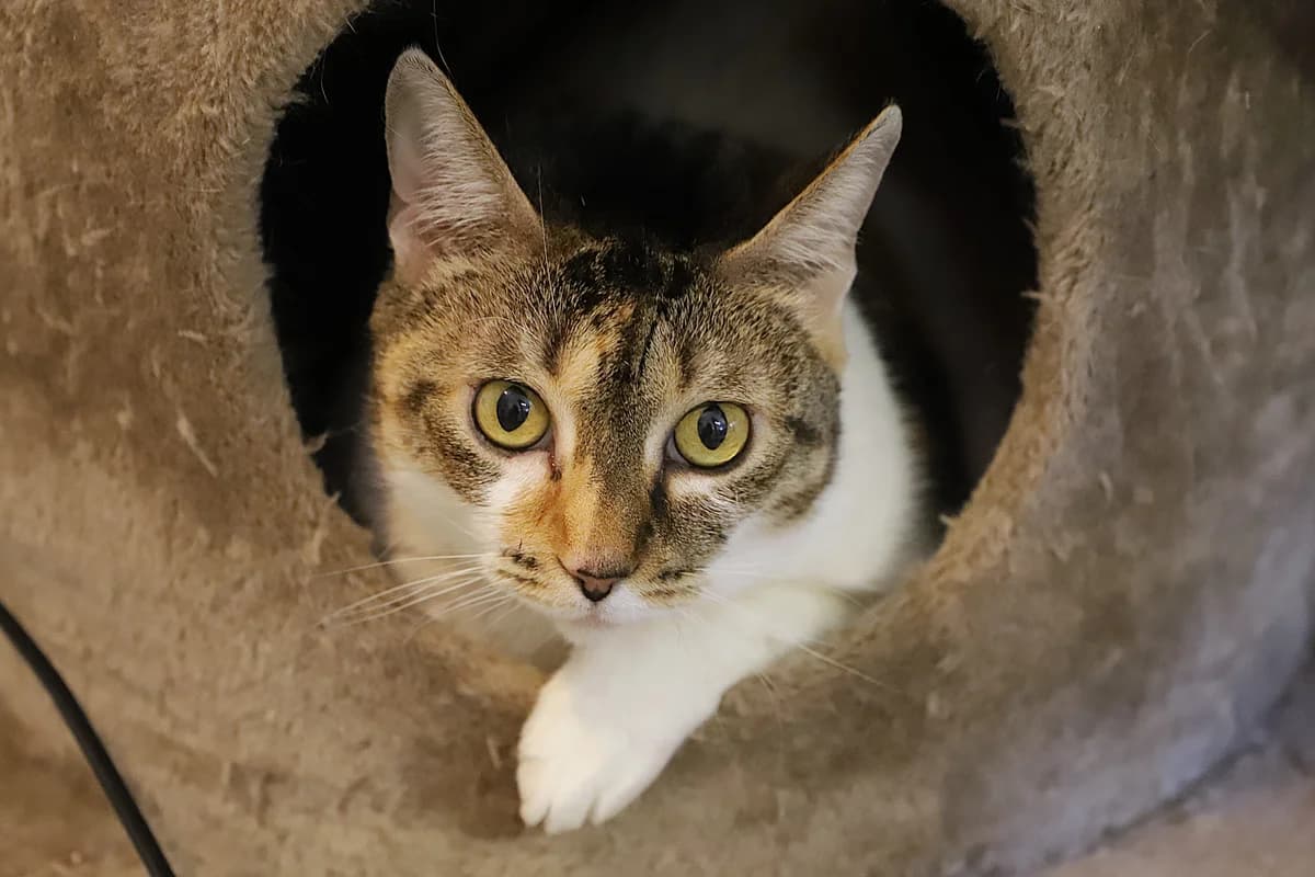 SAKURA, female European Shorthair for adoption at Refuge de Jouvence - SPA les amis des bêtes