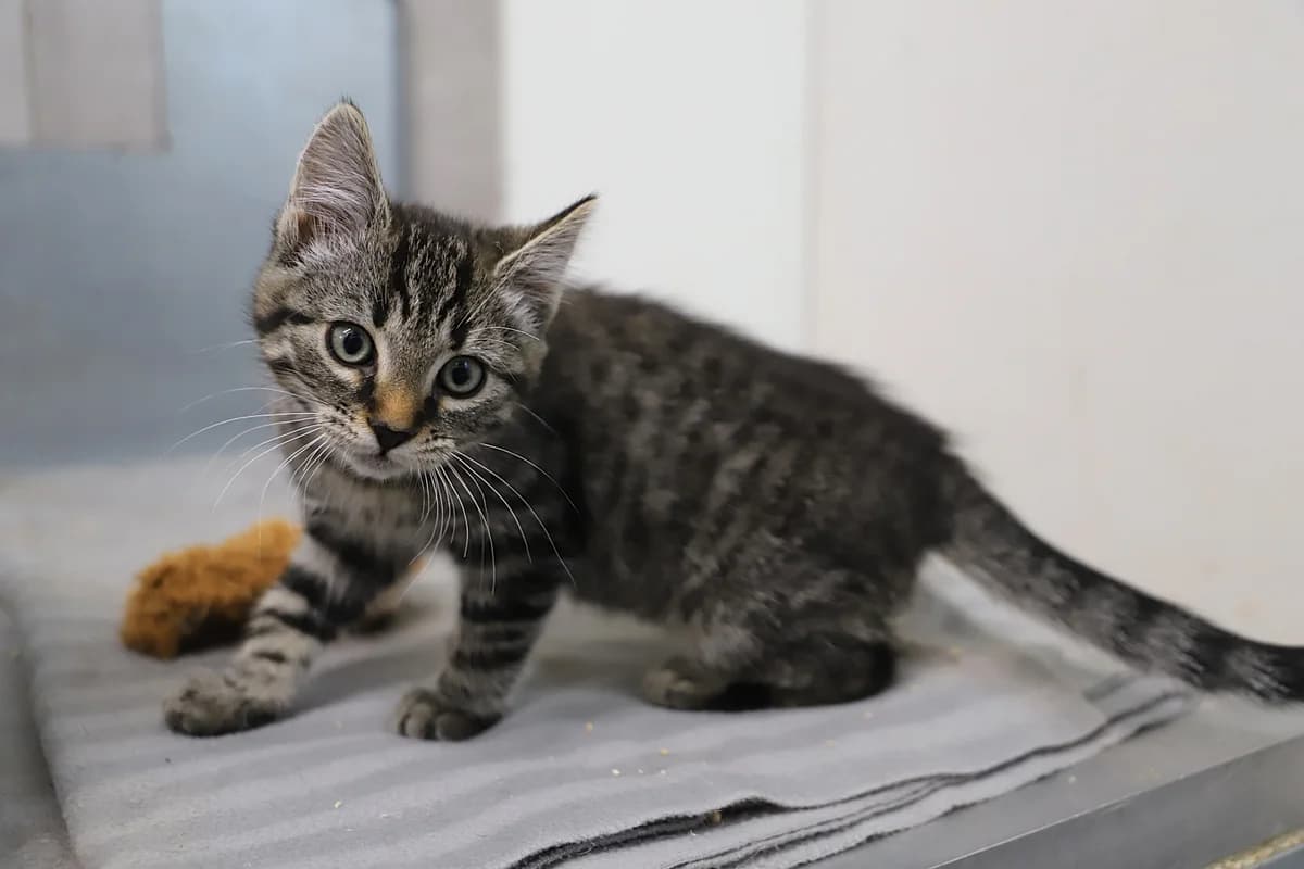 Sourire, female European Shorthair for adoption at SPA les amis des bêtes — Refuge de Jouvence