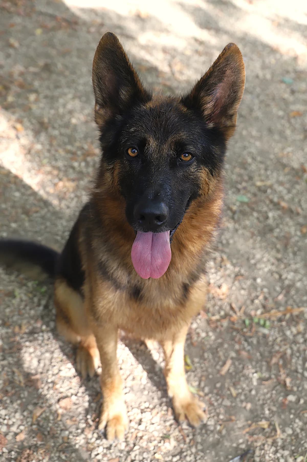 Street, male German Shepherd for adoption at SPA les amis des bêtes — Refuge de Jouvence