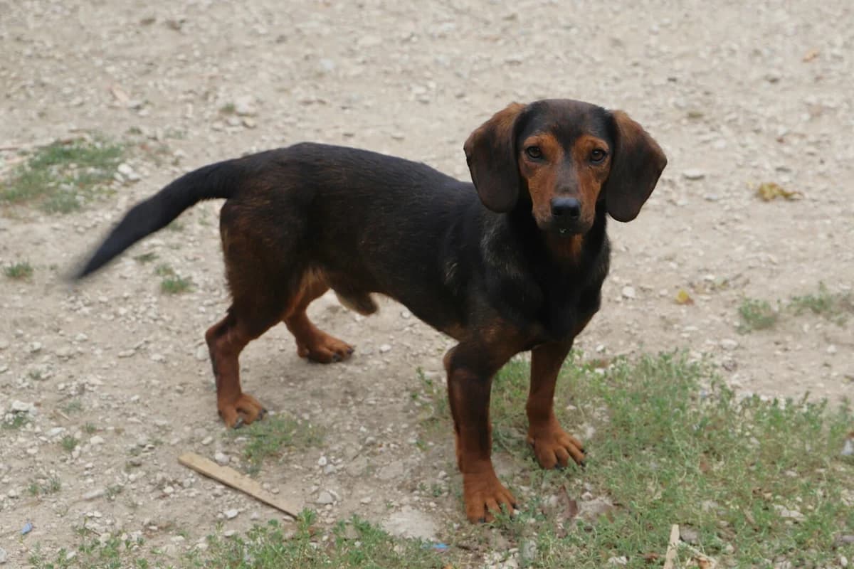 Toby, male Mixed Breed for adoption at SPA les amis des bêtes — Refuge de Jouvence