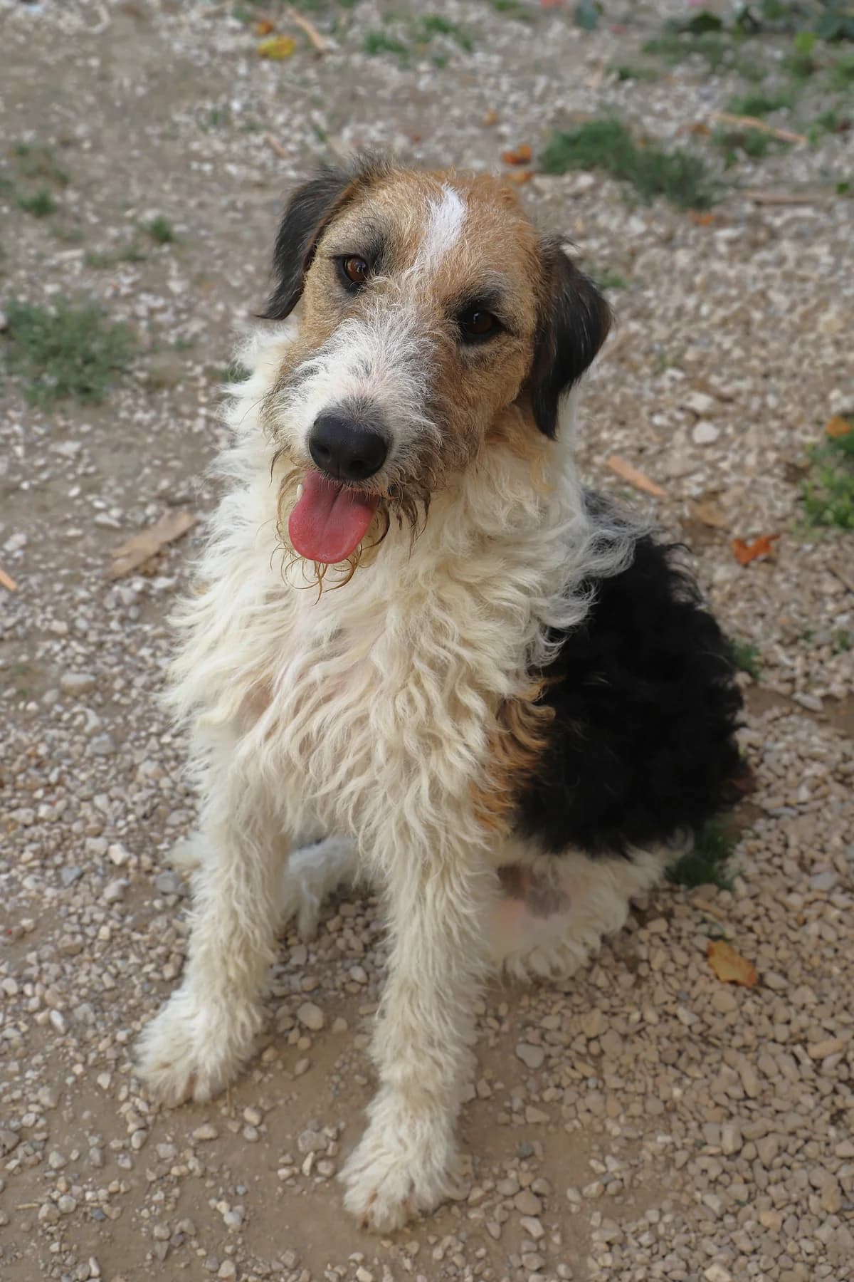 VALTRA, male mixed breed for adoption at Refuge de Jouvence - SPA les amis des bêtes