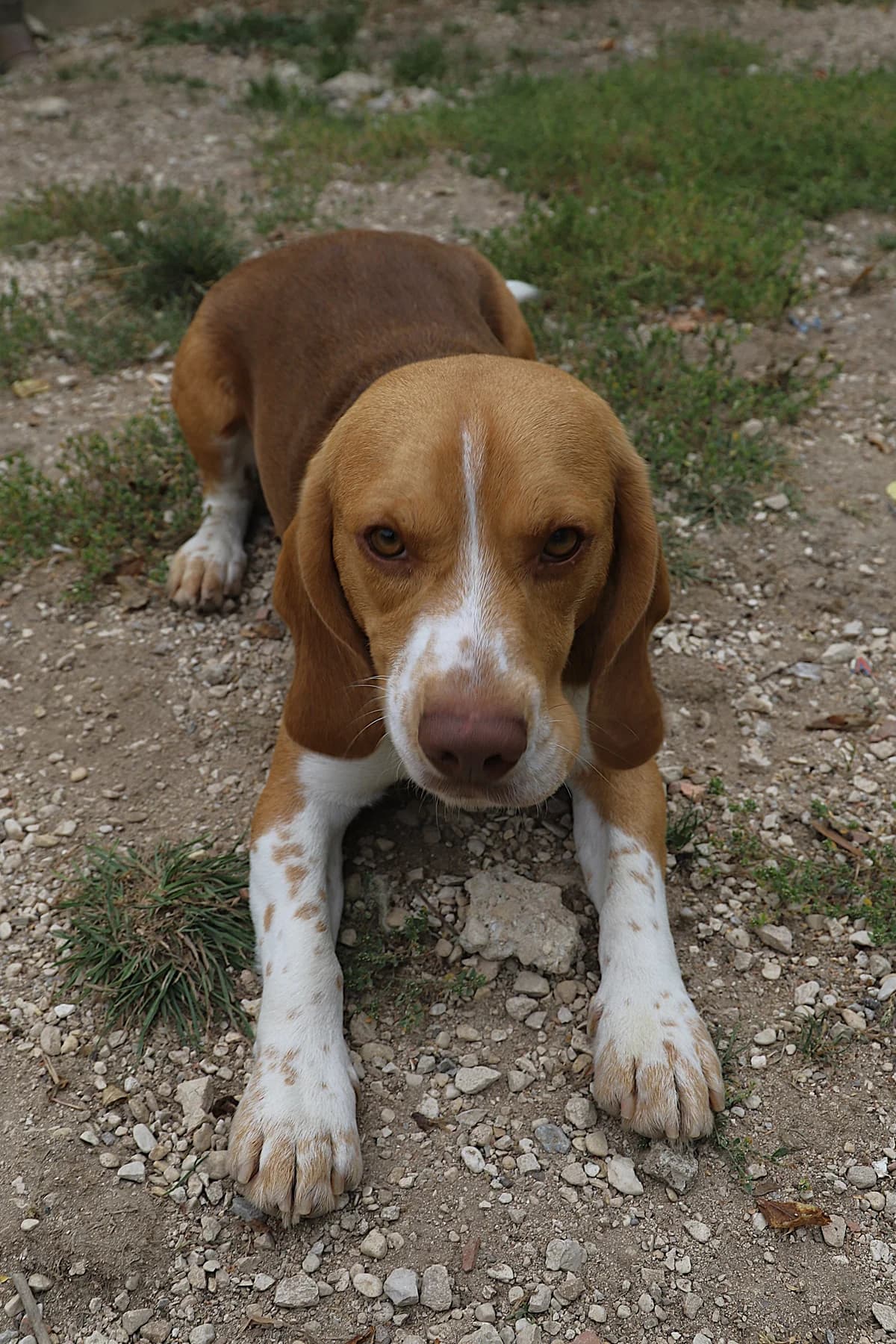 VLADI, male Beagle for adoption at Refuge de Jouvence - SPA les amis des bêtes