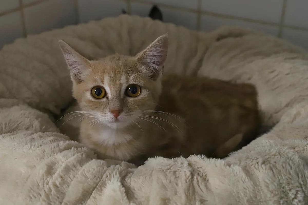 WONKA, male European Shorthair for adoption at Refuge de Jouvence - SPA les amis des bêtes
