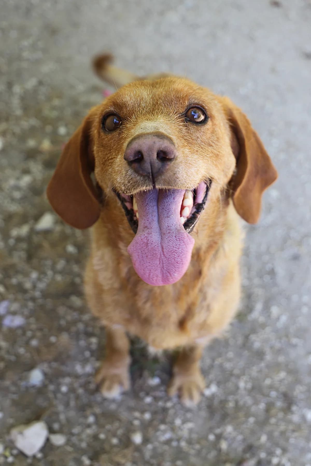 Youn, male Brittany Spaniel for adoption at SPA les amis des bêtes — Refuge de Jouvence
