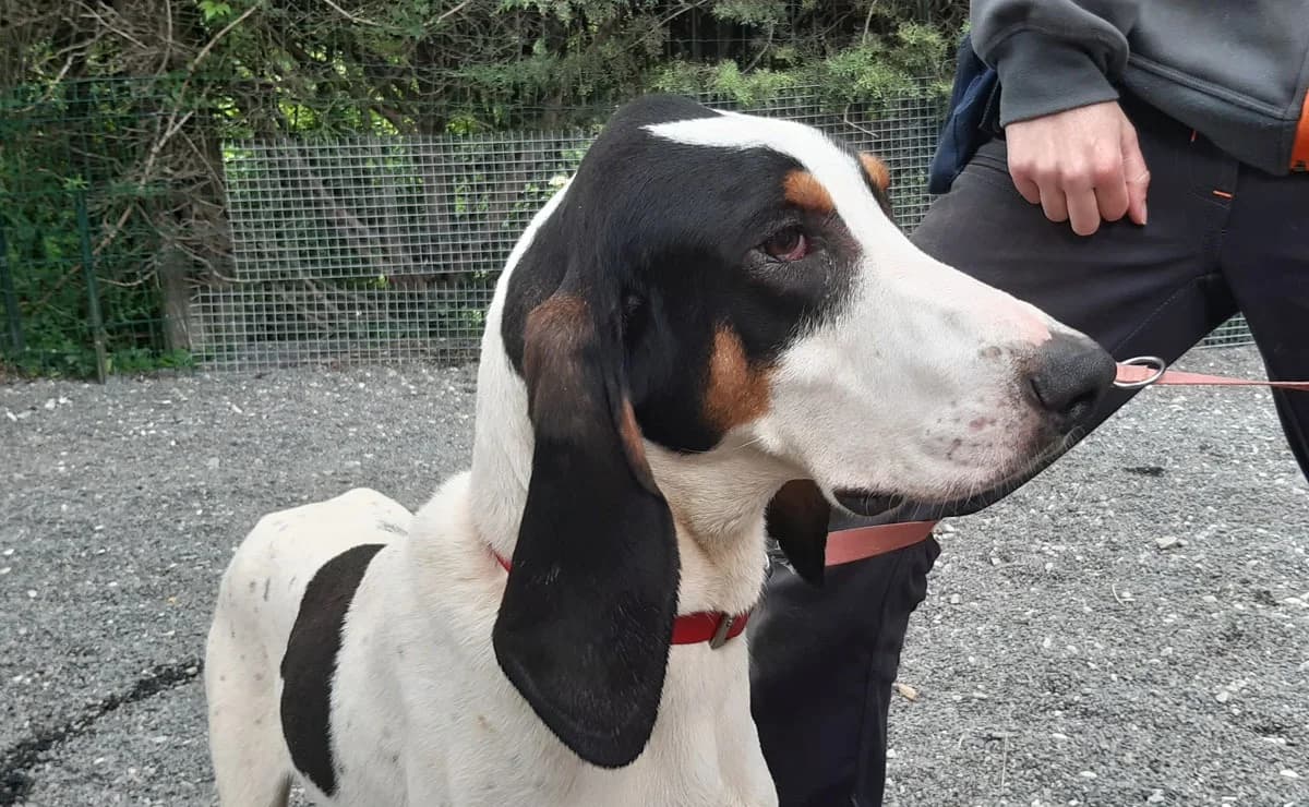 Kuk, male 6yo mixed breed for adoption at SPA Millau, Millau