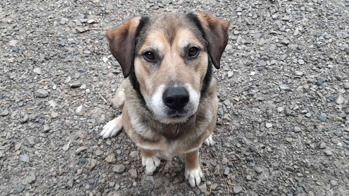 Saez, male 3yo Labrador Retriever for adoption at SPA Millau, Millau