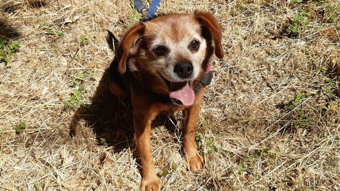 Jump, male senior Beagle for adoption at SPA Millau, Millau