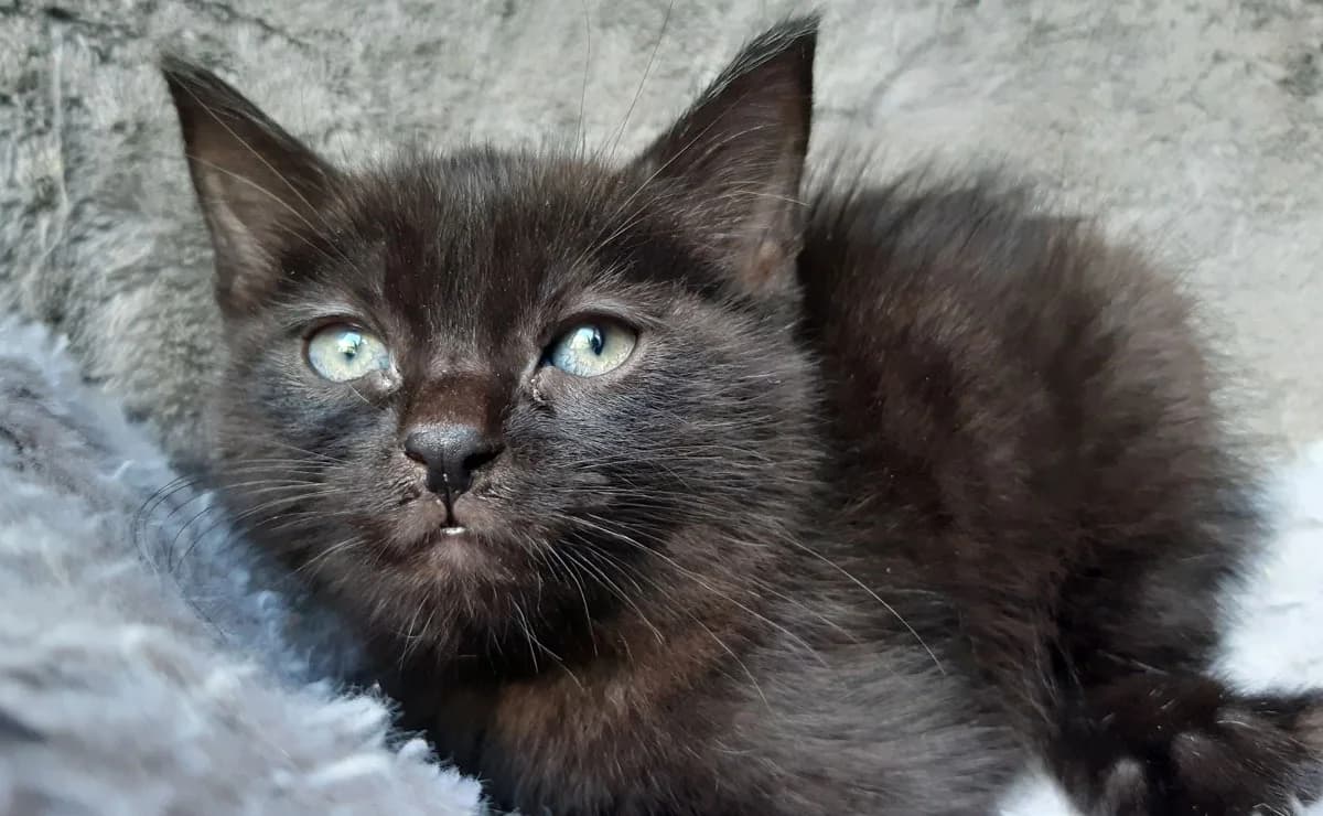 Tasmani, male puppy Mixed Breed for adoption at SPA Millau, Millau