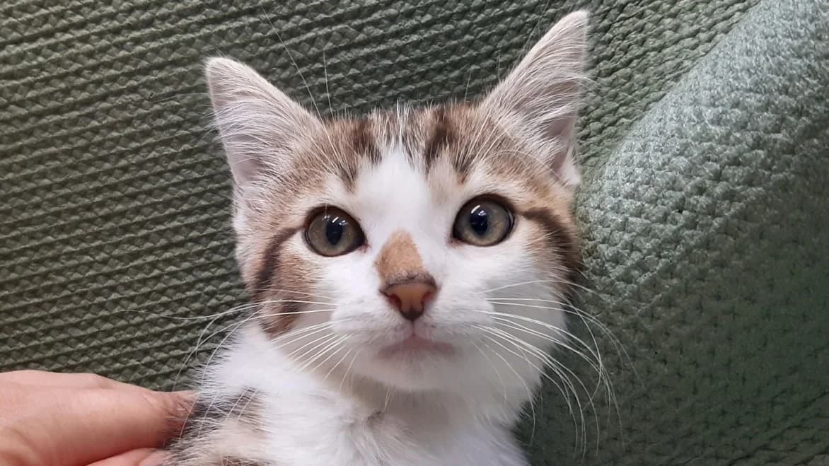 Potifour, female Mixed Breed for adoption at SPA Millau, Millau