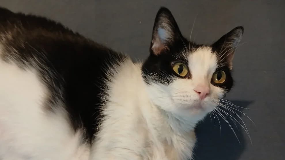 Romy, female 6yo Border Collie for adoption at SPA Millau, Millau