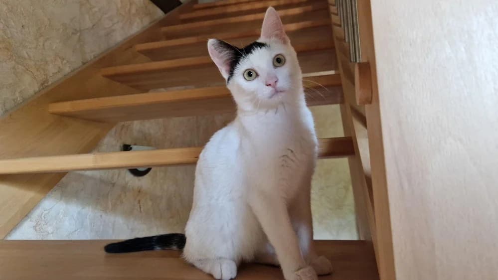 Greg, male puppy Mixed Breed for adoption at SPA Millau, Millau