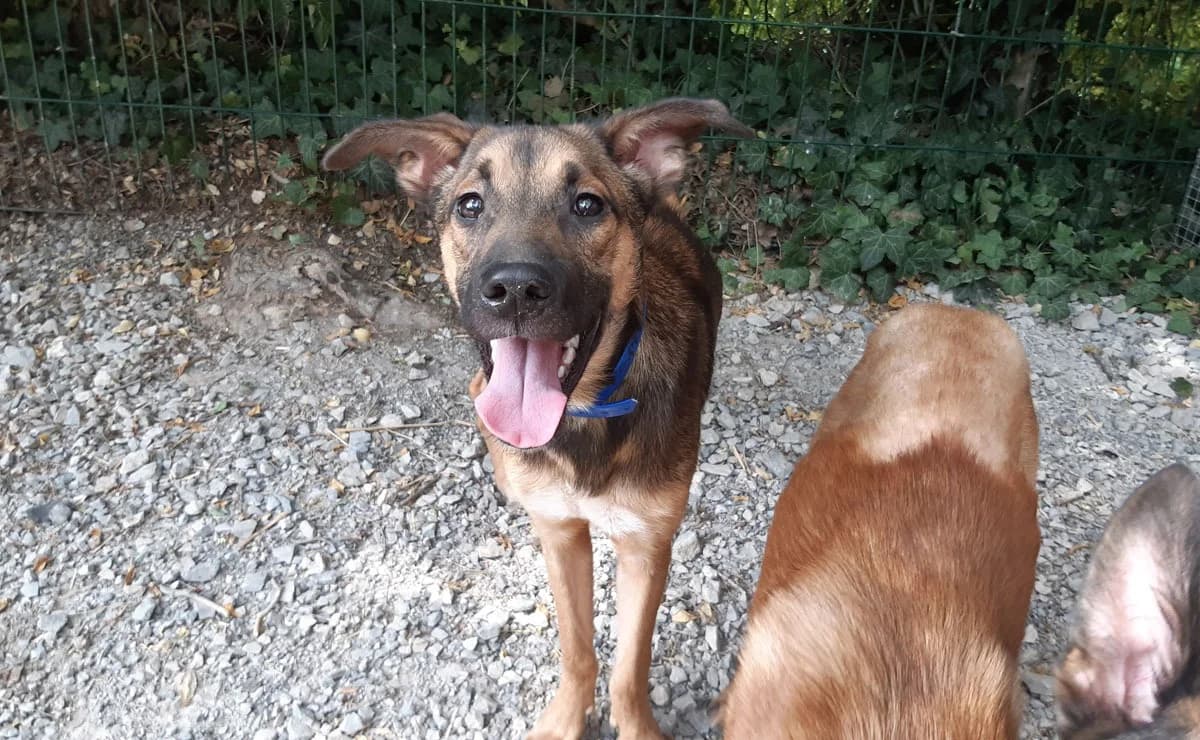 Speedy, male mixed breed for adoption at SPA Millau, Millau