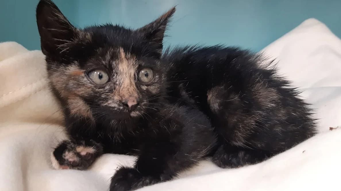 Tadaa, female Mixed Breed for adoption at SPA Millau, Millau