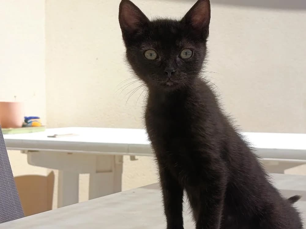 Balancelle, female Mixed Breed for adoption at SPA Millau, Millau
