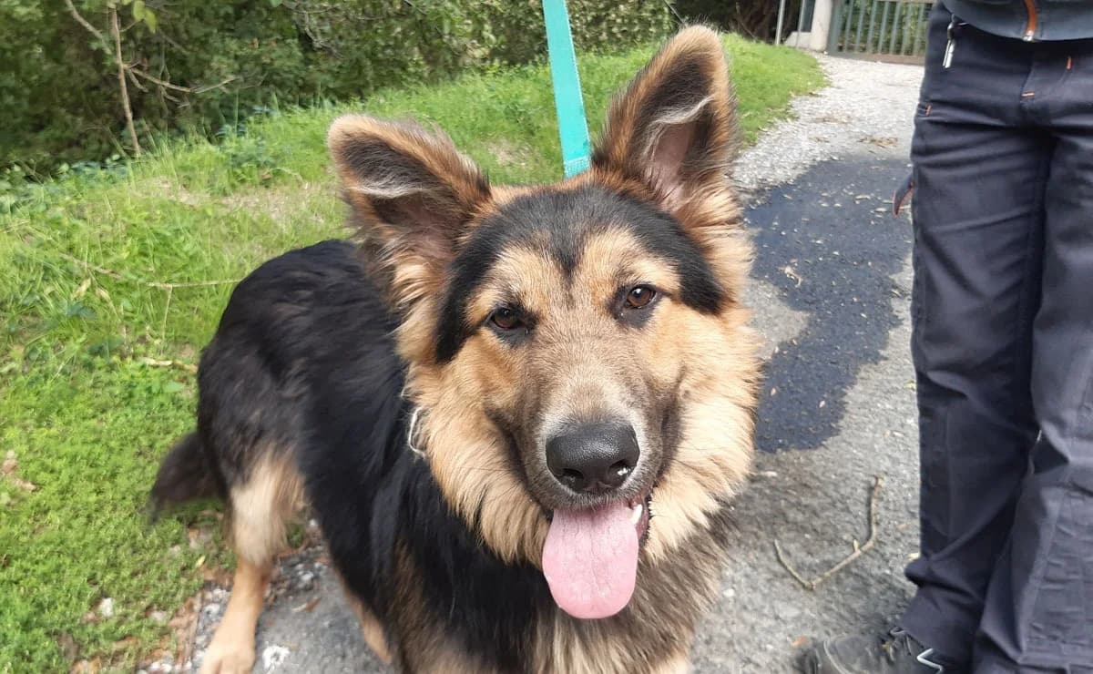 Black, male young German Shepherd for adoption at SPA Millau, Millau