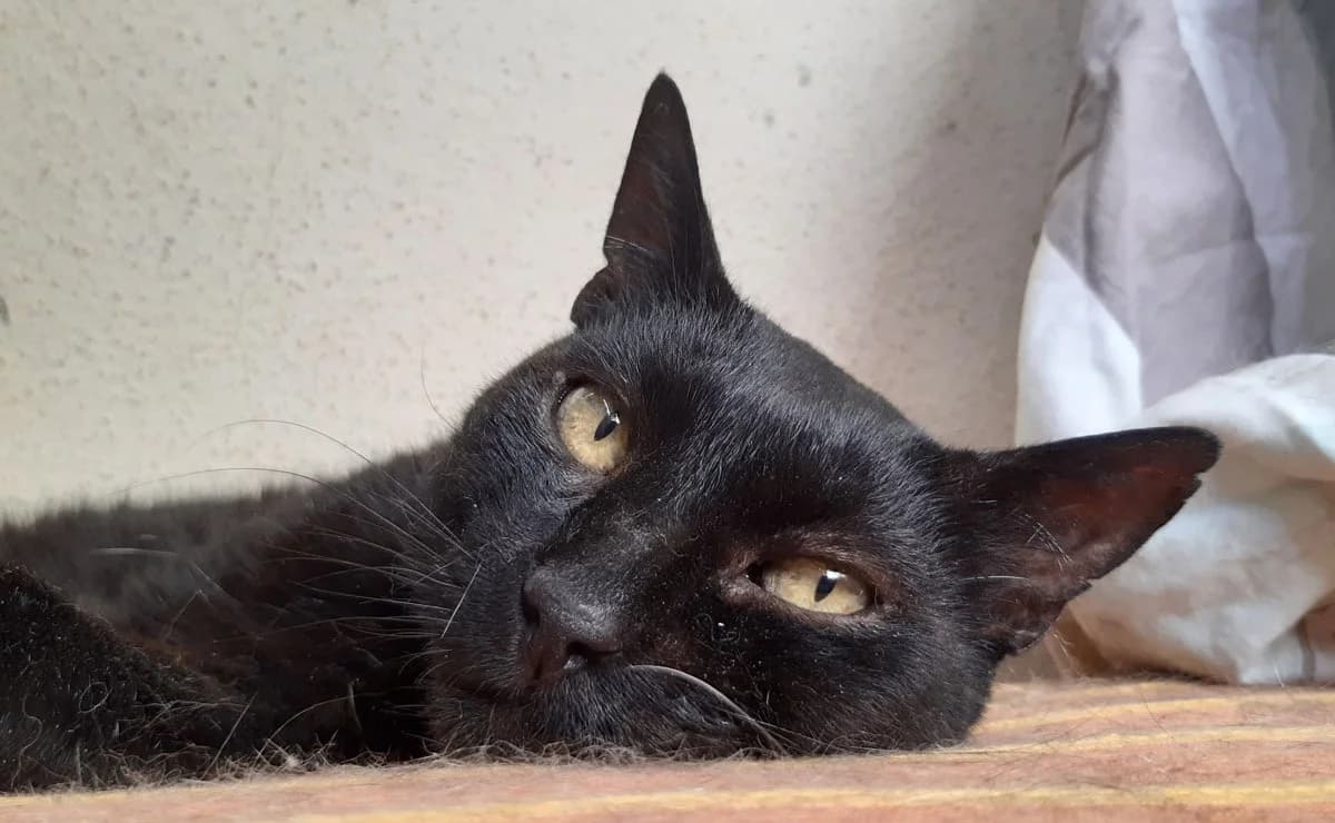 Tomardy, male senior Mixed Breed for adoption at SPA Millau, Millau