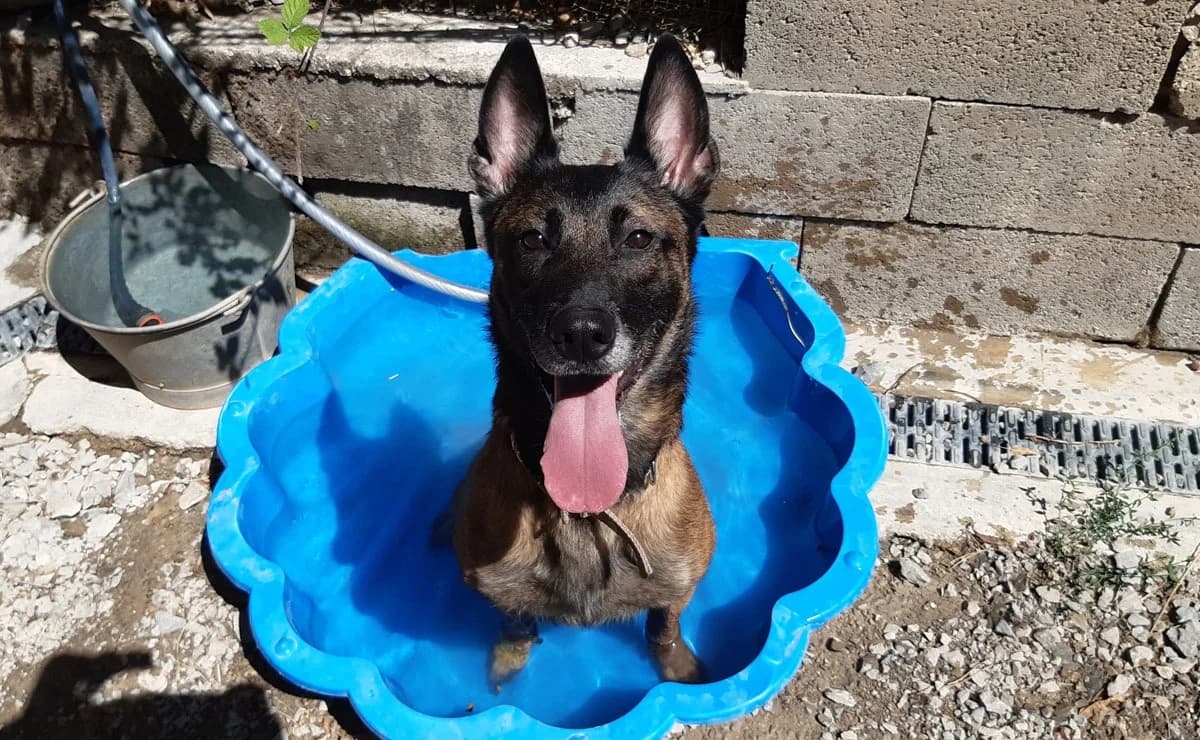 Daisy, female 4yo Mixed Breed for adoption at SPA Millau, Millau