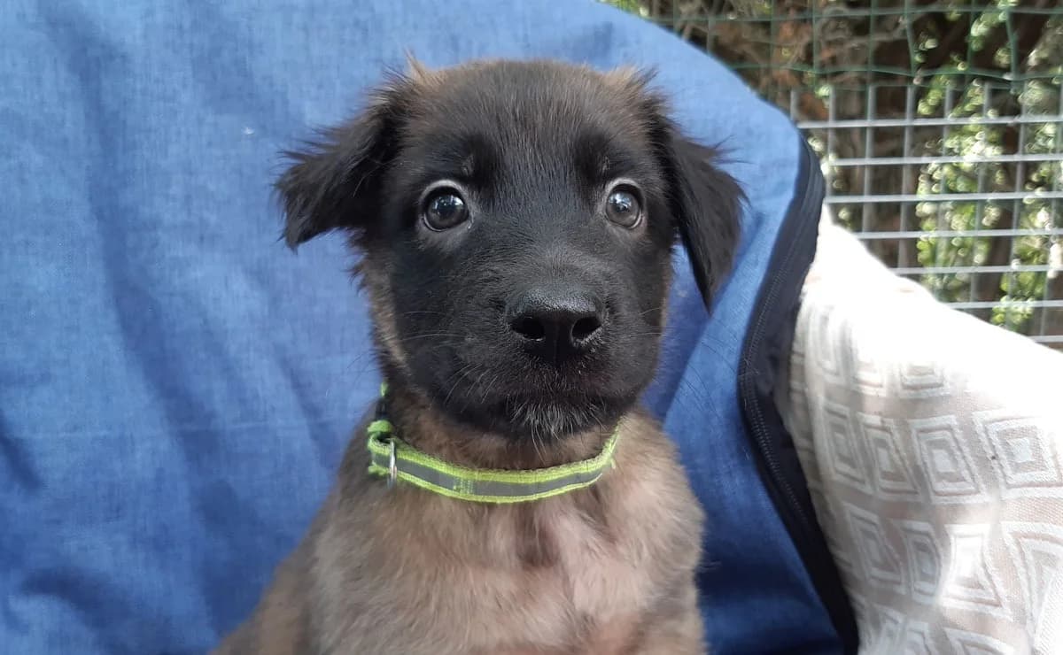 Vrap, male puppy mixed breed for adoption at SPA Millau, Millau