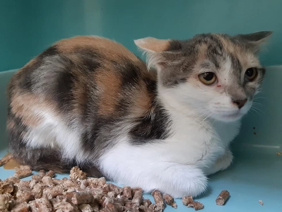 Diva, female Mixed Breed for adoption at SPA Millau, Millau