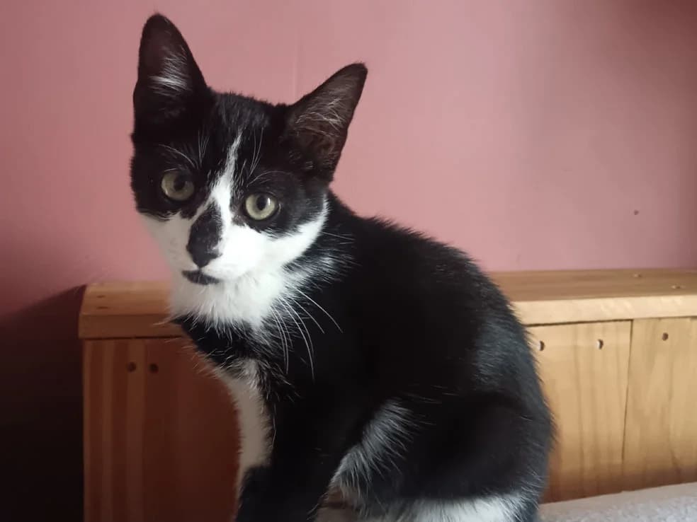 Catsauzon, male Mixed Breed for adoption at SPA Millau, Millau