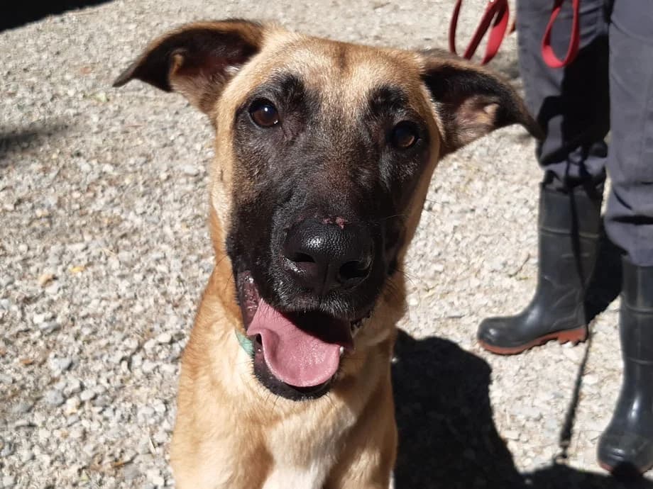 Harry, male young mixed breed for adoption at SPA Millau, Millau