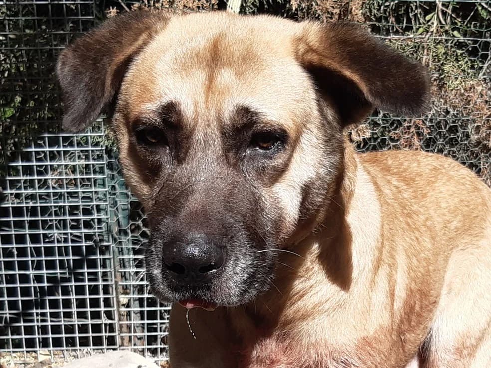 Tex, male 6yo mixed breed for adoption at SPA Millau, Millau