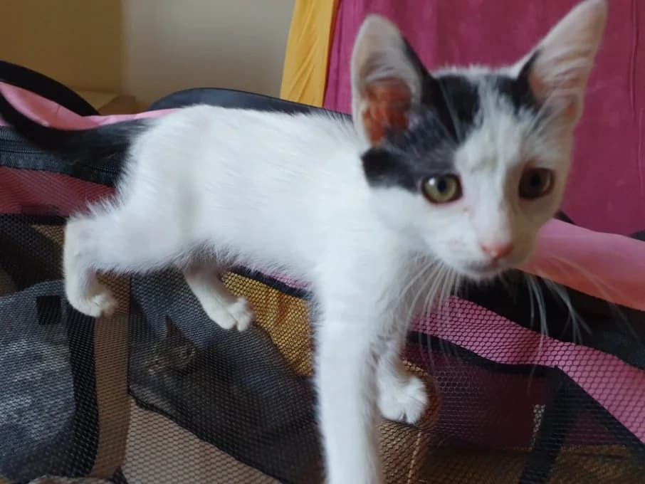 Manille, female Mixed Breed for adoption at SPA Millau, Millau