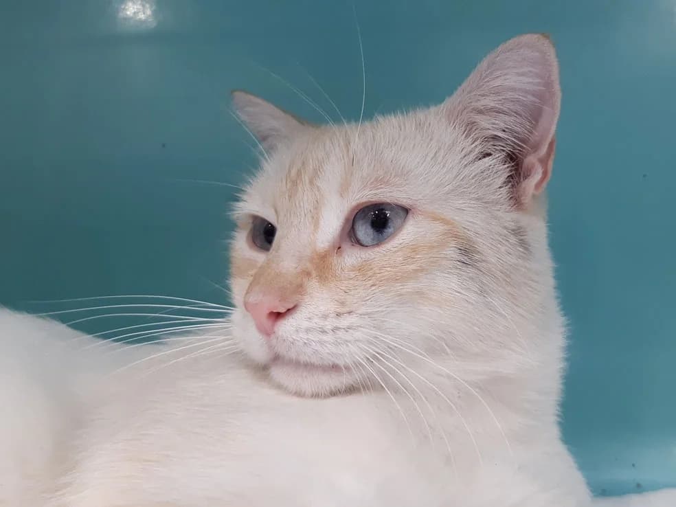 Cream, male young Mixed Breed for adoption at SPA Millau, Millau