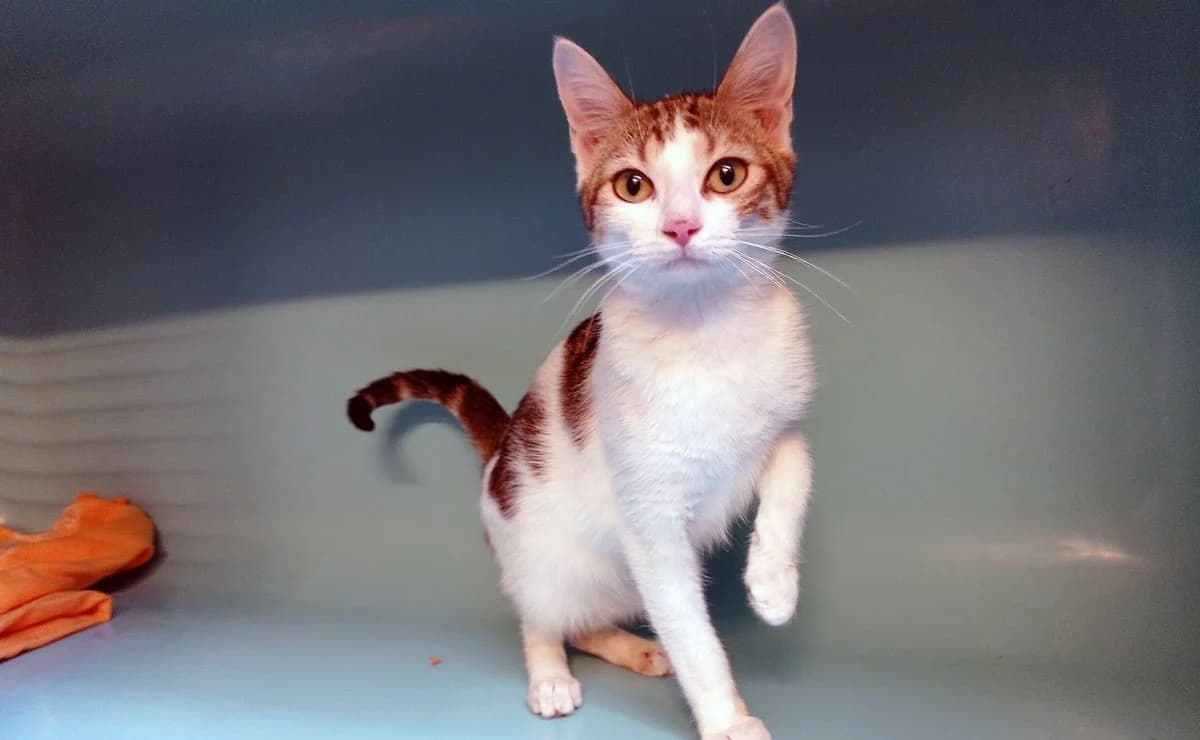 Cajoline, female 3yo Mixed Breed for adoption at SPA Millau, Millau